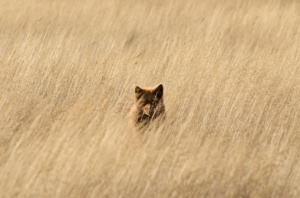 468839161-red-fox-hiding-in-tall-grass-gettyimages